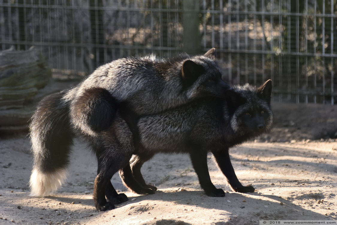 zilvervos ( Vulpes vulpes ) fox
Trefwoorden: Ziezoo Volkel Nederland zilvervos Vulpes vulpes fox