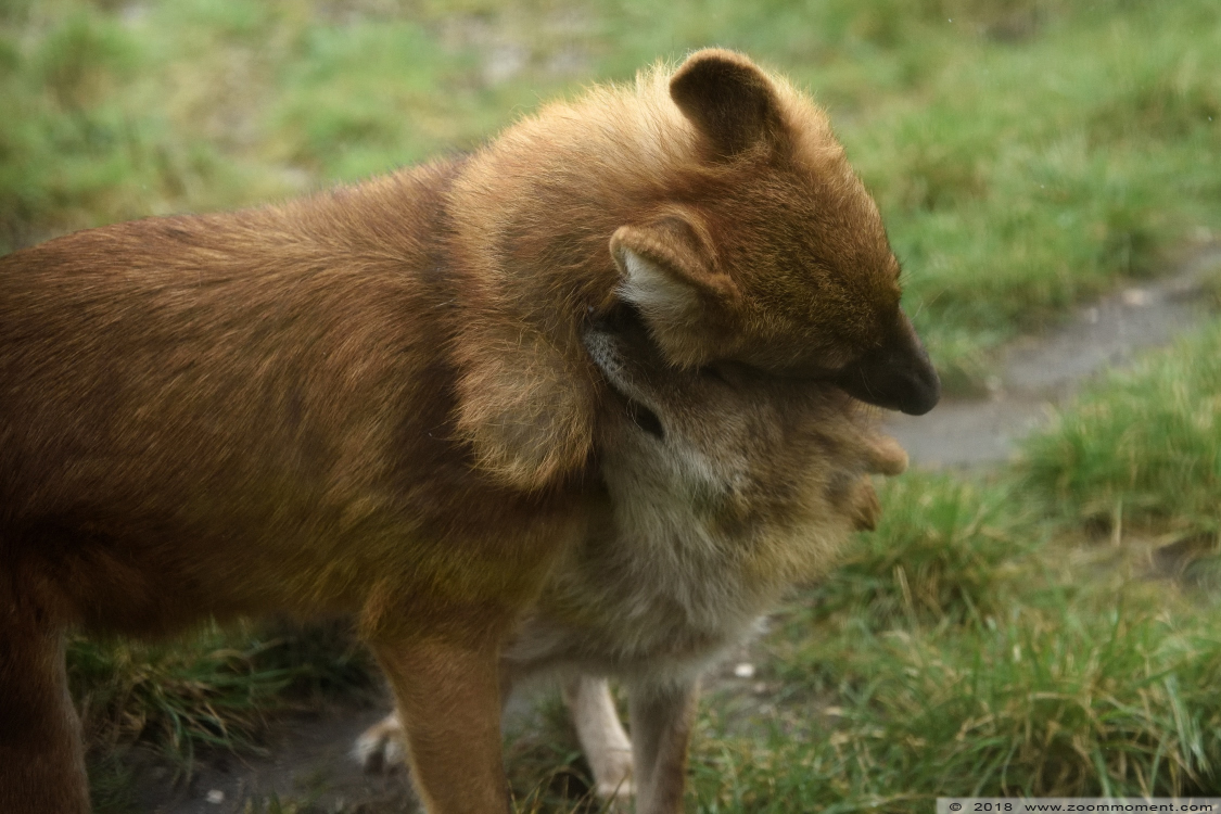 Aziatische of Chinese rode hond ( Cuon alpinus lepturus ) Asiatic wild dog
Trefwoorden: Ziezoo Volkel Nederland Aziatische rode hond Cuon alpinus lepturus  Asiatic wild dog Kiangsi