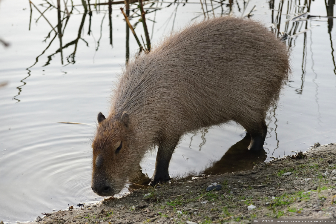 capibara of waterzwijn ( Hydrochoerus hydrochaeris or Hydrochoeris hydrochaeris ) capybara
Trefwoorden: Ziezoo Volkel Nederland capibara waterzwijn Hydrochoerus hydrochaeris Hydrochoeris hydrochaeris capybara