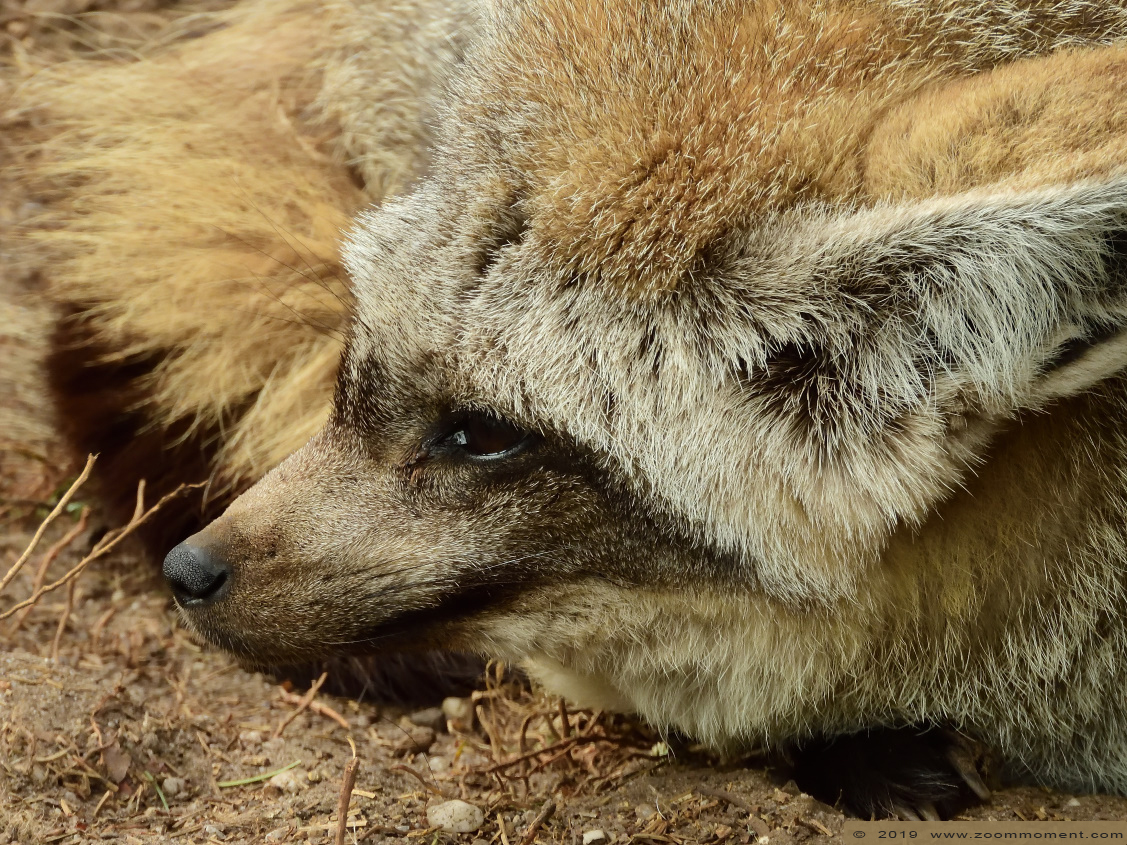 lepelhond of grootoorvos ( Otocyon megalotis ) bat-eared fox
Trefwoorden: Ziezoo Volkel Nederland lepelhond grootoorvos Otocyon megalotis bat-eared fox