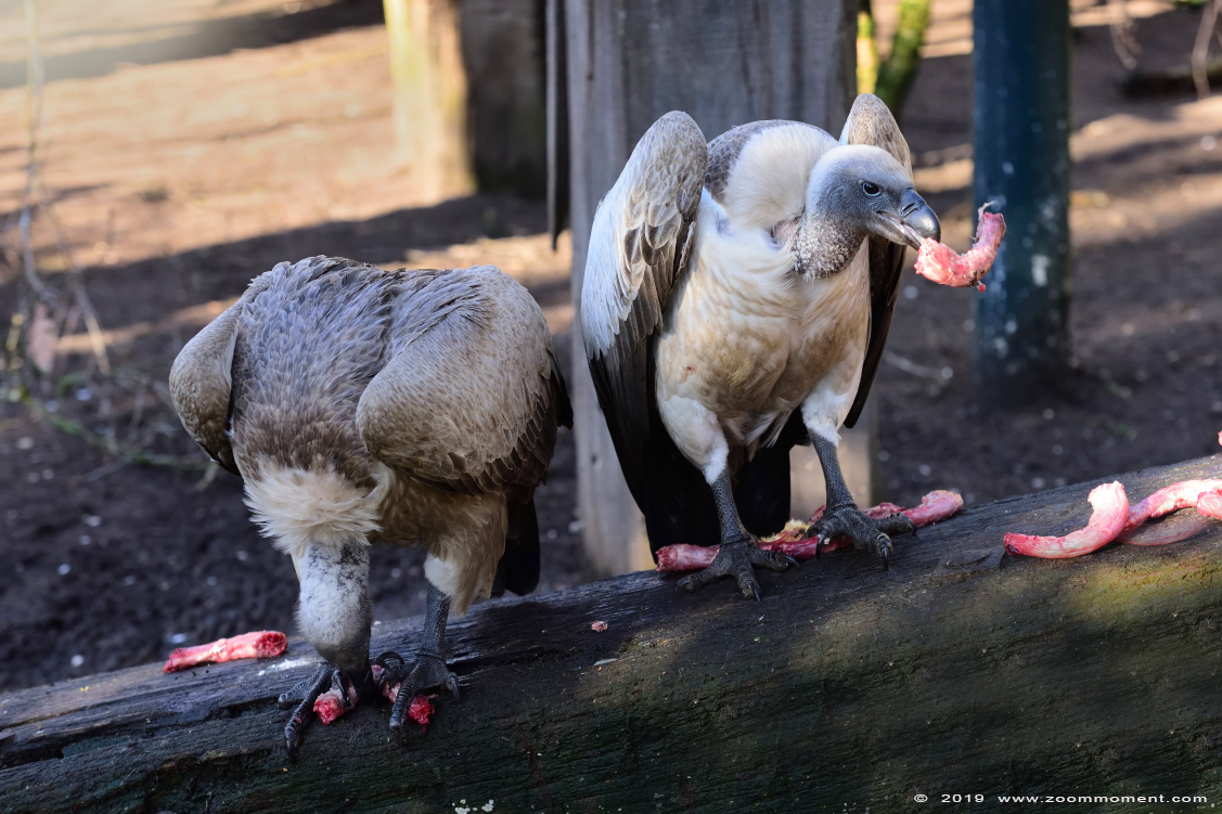 witruggier (  Gyps africanus  )  white backed vulture
Trefwoorden: Ziezoo Volkel Nederland witruggier Gyps africanus  white backed vulture