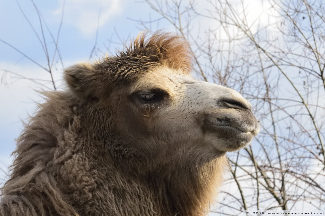 kameel  ( Camelus bactrianus )  Bactrian camel 
Trefwoorden: Ziezoo Volkel Nederland kameel Camelus bactrianus Bactrian camel