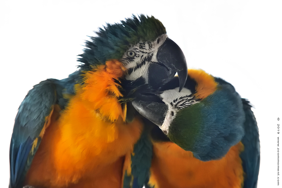 blauwgele ara ( Ara ararauna ) blue-and-yellow macaw
Trefwoorden: Ziezoo Volkel Nederland blauwgele ara  Ara ararauna  blue  yellow macaw