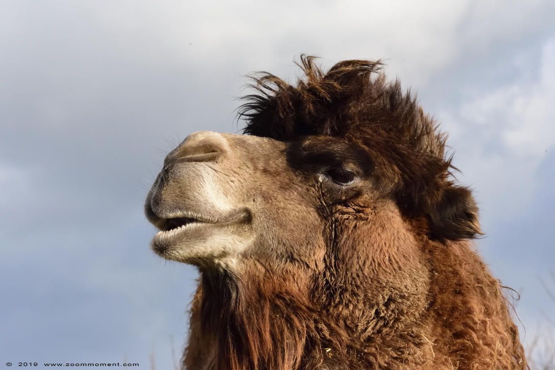 kameel  ( Camelus bactrianus )  Bactrian camel 
Keywords: Ziezoo Volkel Nederland kameel Camelus bactrianus Bactrian camel