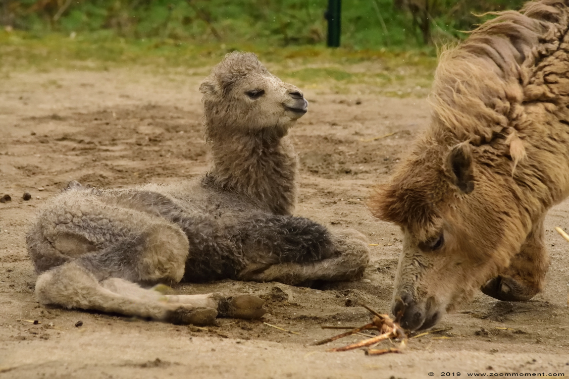 kameel ( Camelus bactrianus ) Bactrian camel
Trefwoorden: Ziezoo Volkel Nederland kameel Camelus bactrianus Bactrian camel