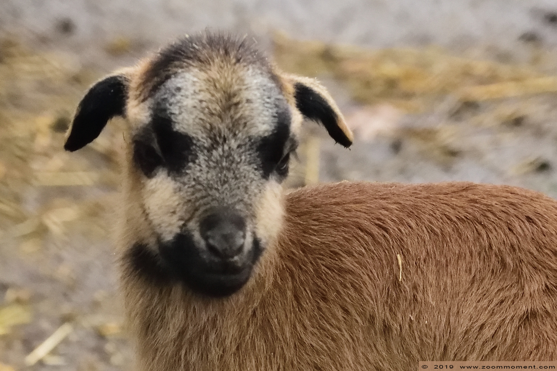 kameroen schaap Cameroon 
Trefwoorden: Ziezoo Volkel Nederland kameroen schaap cameroon sheep