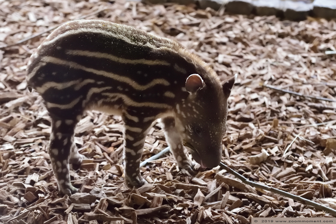laaglandtapir Zuid-Amerikaanse of Braziliaanse tapir ( Tapirus terrestris ) South American tapir
Yoep, geboren 7 februari 2019, op de foto ongeveer 1 maand oud
Yoep, born 7 February 2019, on the picture about 1 month old
Trefwoorden: Ziezoo Volkel Nederland laaglandtapir Zuid-Amerikaanse of Braziliaanse tapir Tapirus terrestris South American tapir