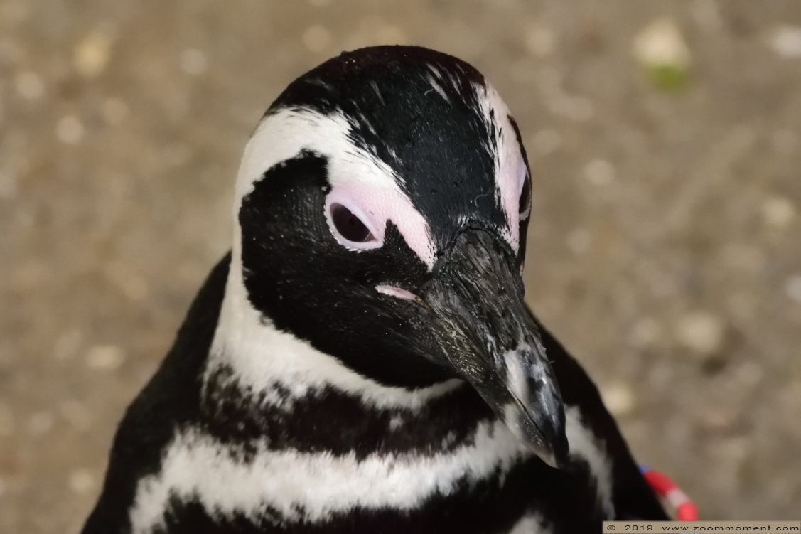 Afrikaanse pinguïn ( Spheniscus demersus ) African penguin
Trefwoorden: Ziezoo Volkel Nederland Afrikaanse pinguïn  Spheniscus demersus  African penguin
