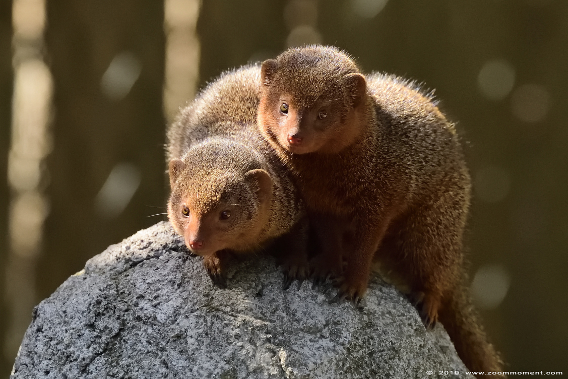 dwergmangoest ( Helogale parvula ) common dwarf mongoose
Trefwoorden: Ziezoo Volkel Nederland dwergmangoest  Helogale parvula  common dwarf mongoose