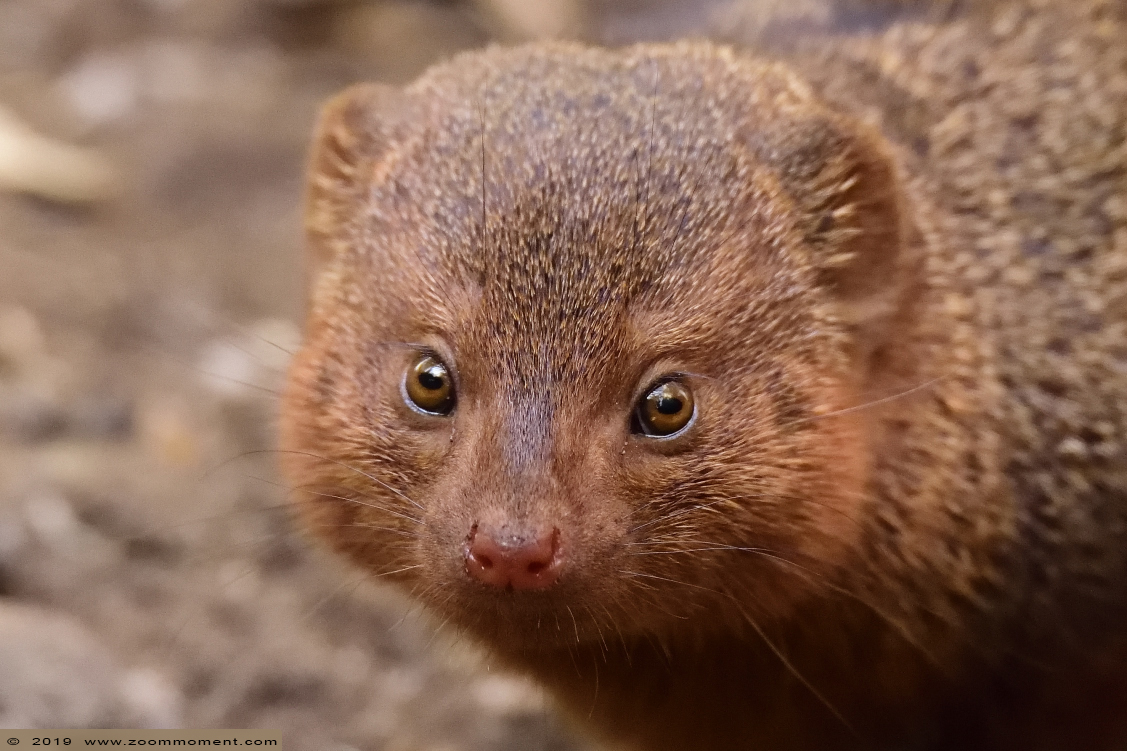 dwergmangoest ( Helogale parvula ) common dwarf mongoose
Trefwoorden: Ziezoo Volkel Nederland dwergmangoest  Helogale parvula  common dwarf mongoose