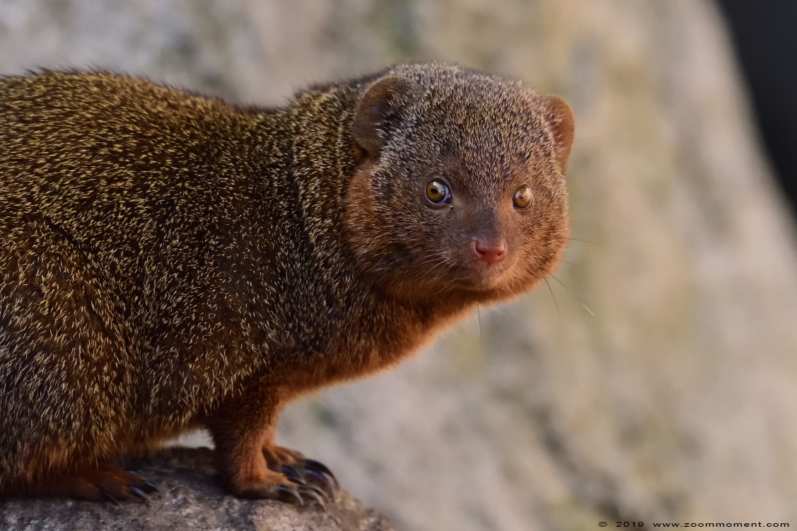 dwergmangoest ( Helogale parvula ) common dwarf mongoose
Trefwoorden: Ziezoo Volkel Nederland dwergmangoest Helogale parvula common dwarf mongoose