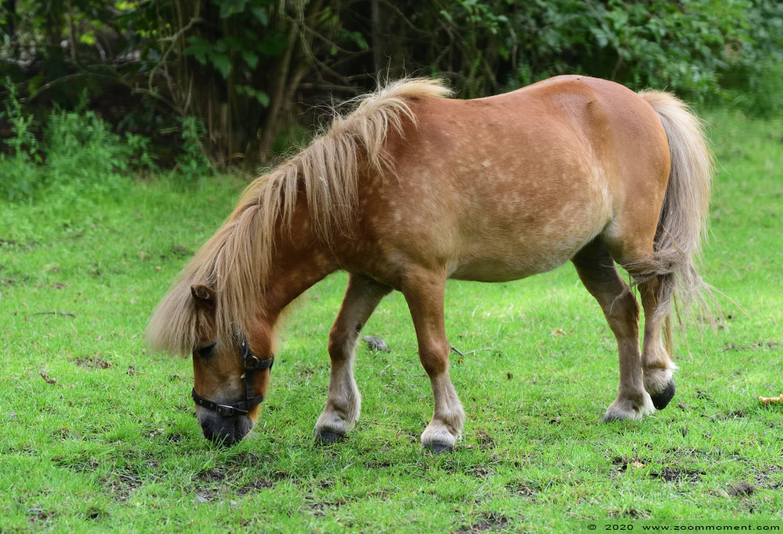 pony
Trefwoorden: Ziezoo Volkel Nederland pony