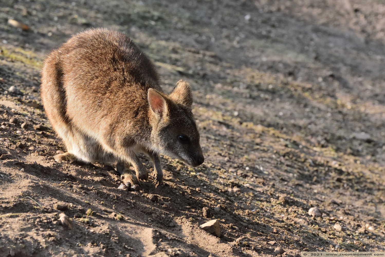 Bennett- of roodnekwallaby ( Macropus rufogriseus ) red necked wallaby
Keywords: Ziezoo Volkel Nederland Bennett roodnekwallaby Macropus rufogriseus red necked wallaby
