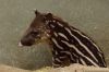 DSC_22661_Ziezoo19_tapir_yoepc.jpg