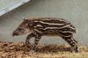 DSC_22694_Ziezoo19_tapir_yoepc.jpg