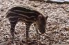 DSC_22714_Ziezoo19_tapir_yoepc.jpg