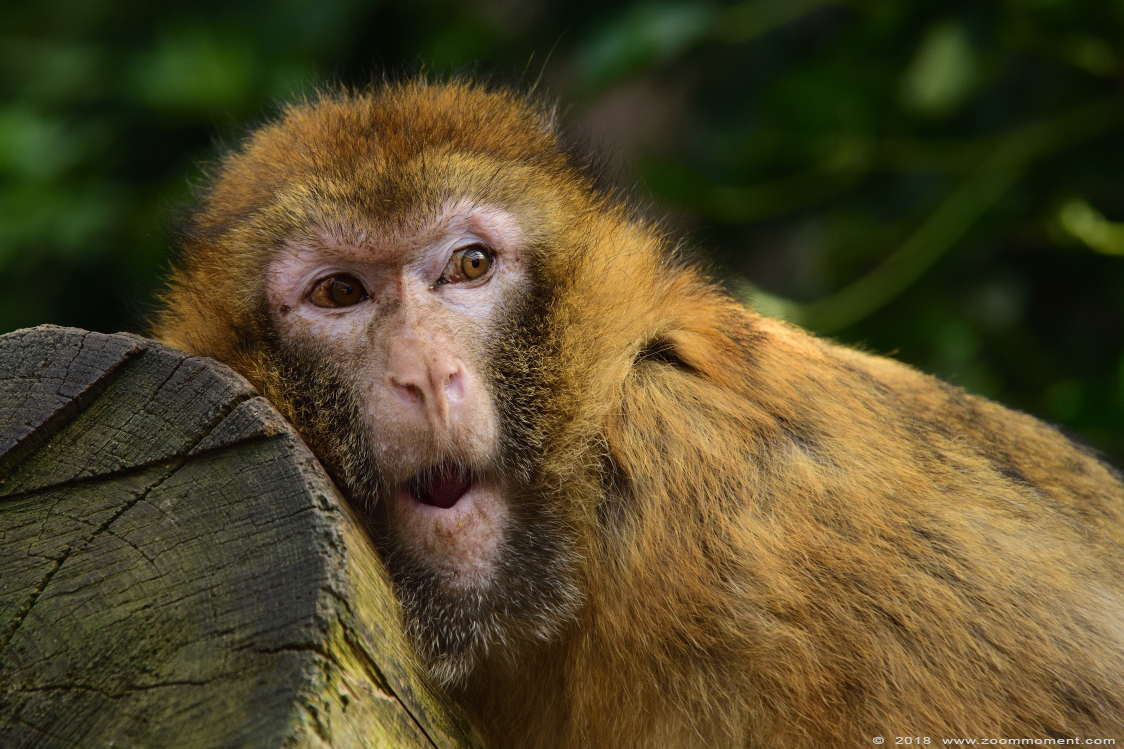 berberaap of magot aap of makaak ( Macaca sylvanus ) Berber monkey
Trefwoorden: De Zonnegloed Belgium berberaap magot aap  makaak  Macaca sylvanus  Berber monkey