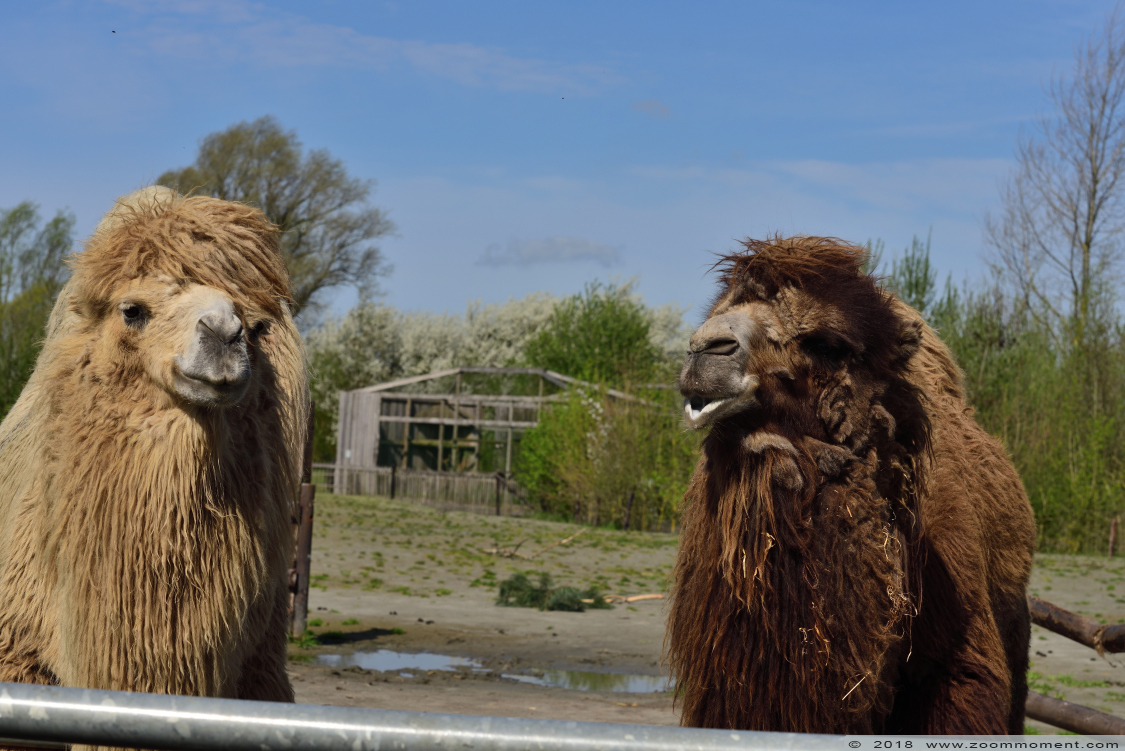 kameel  ( Camelus bactrianus )  Bactrian camel 
Trefwoorden: De Zonnegloed Belgium kameel  Camelus bactrianus  Bactrian camel 