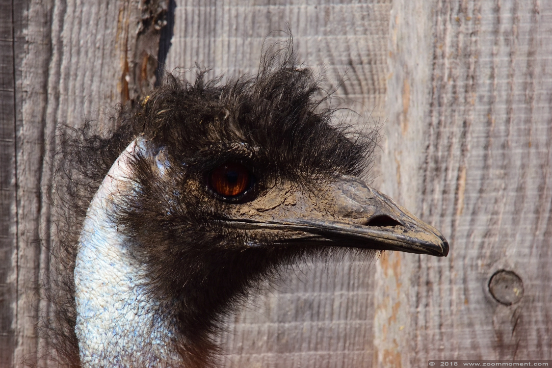 emoe ( Dromaius novaehollandiae ) emu 
Trefwoorden: De Zonnegloed Belgium emoe  Dromaius novaehollandiae  emu