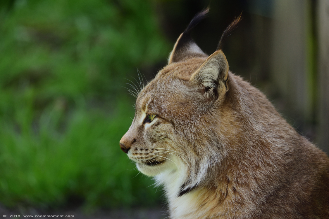 Europese lynx ( Lynx lynx )
Keywords: De Zonnegloed Belgium lynx