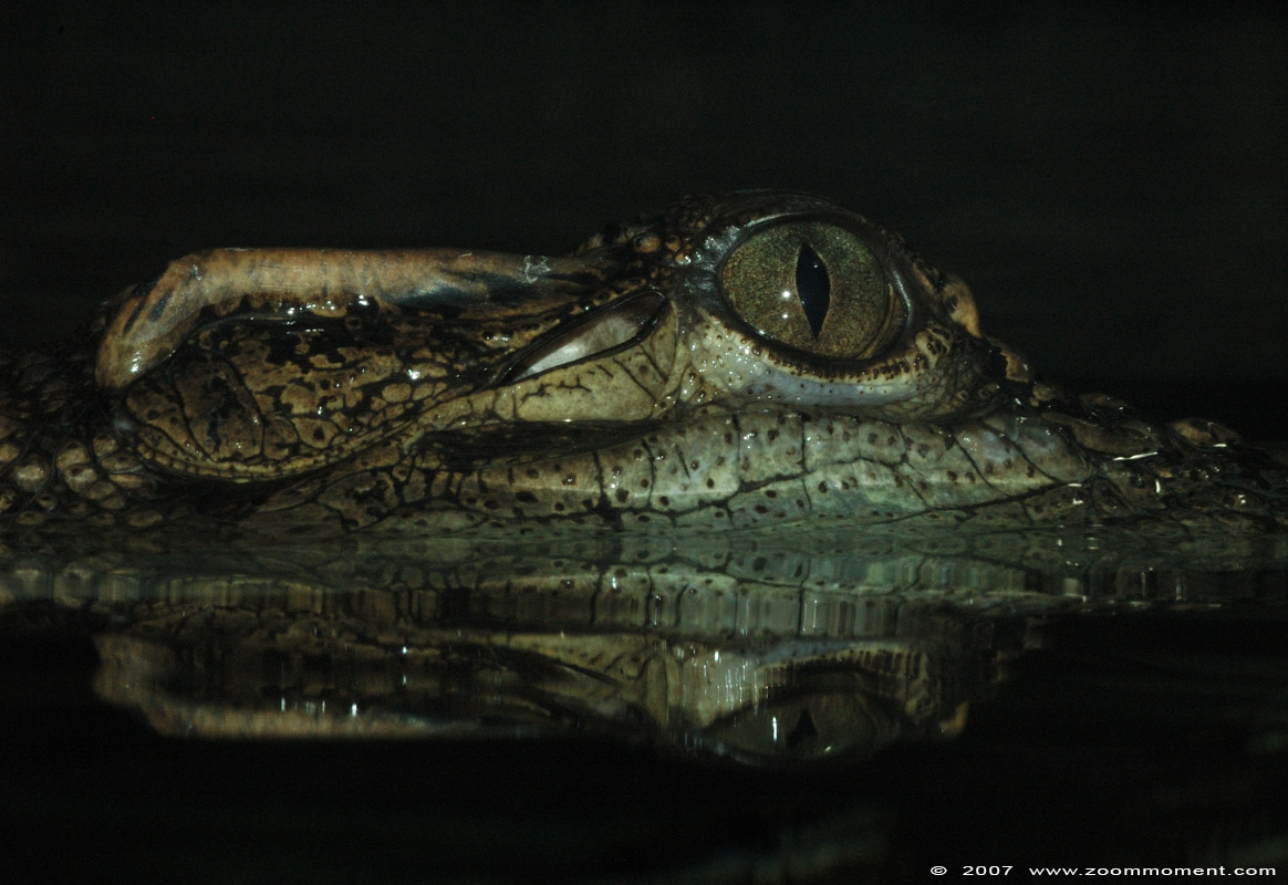 Siam krokodil  ( Crocodylus siamensis )  Siamese crocodile
Trefwoorden: Zuerich Zürich zoo Zwitserland Siam krokodil Crocodylus siamensis Siamese crocodile