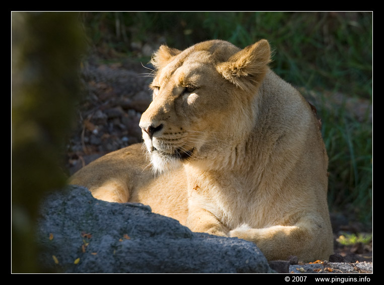 leeuwin ( Panthera leo ) lioness
Trefwoorden: Zuerich Zürich zoo Zwitserland leeuwin Panthera leo lioness
