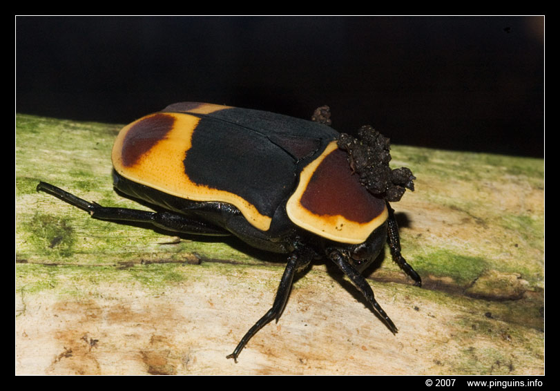 kongo rozenkever of dola   ( Pachnoda marginata )  fruit beetle
Trefwoorden: Zuerich Zürich zoo Zwitserland rozenkever Pachnoda marginata  fruit beetle dola kever